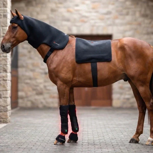 Bruin paard met rugdeken, halskap en rood oplichtende beenwraps voor lichttherapie