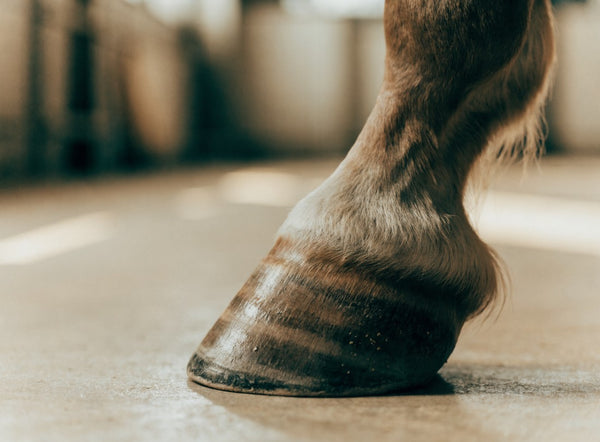 The hoof and coronary band