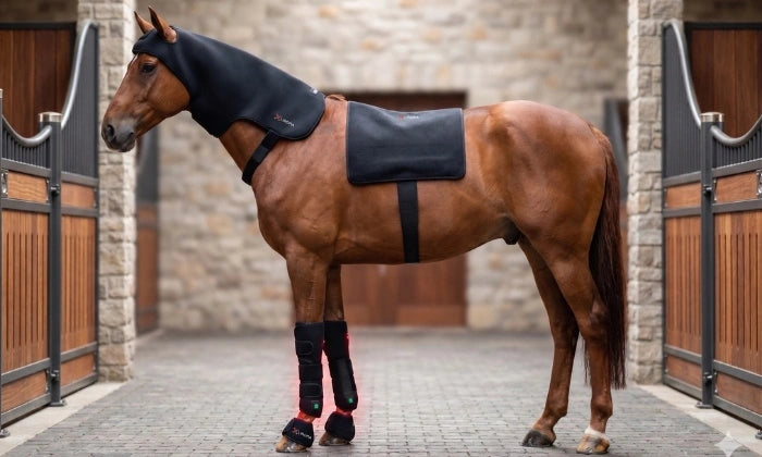 Rood licht voor paarden