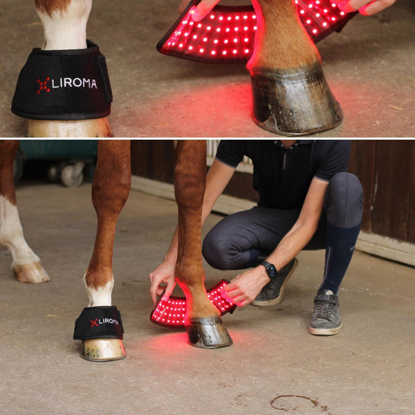The hoof and coronary band