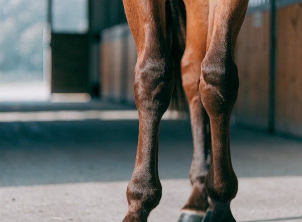 Tendons and joints